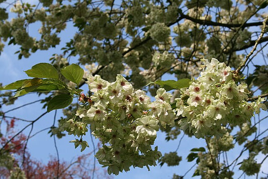 Prunus serrulata Ukon