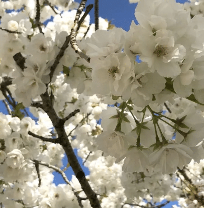 Prunus x Shirotae Mount Fuji