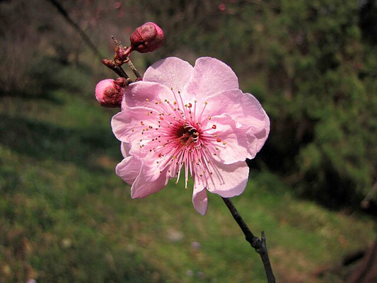 Prunus x blireana