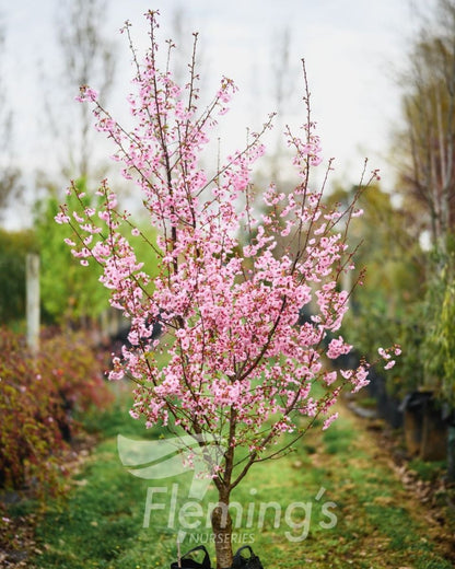 Prunus x incam JFS-KW14 First Blush