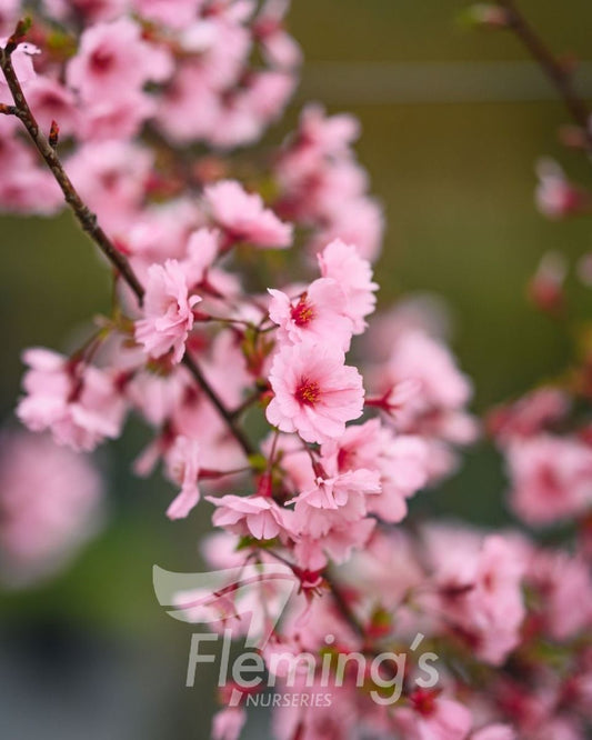 Prunus x incam JFS-KW14 First Blush