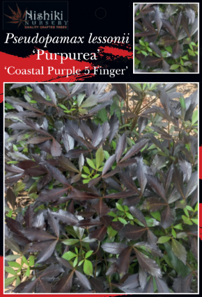 Pseudopanax lessonii Purpureus