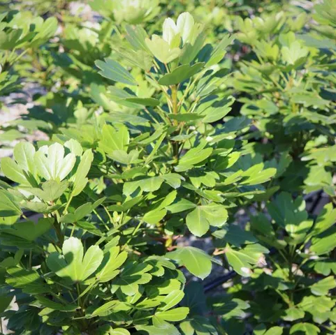 Pseudopanax lessonii 'Cyril Watson'