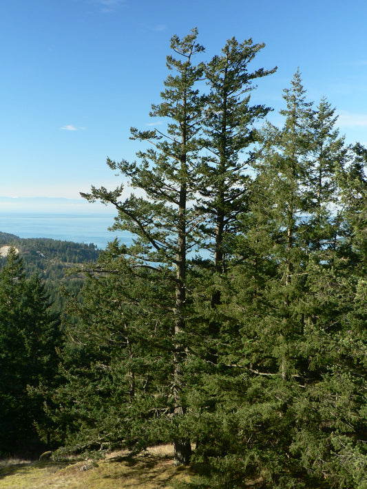 Pseudotsuga menziesii