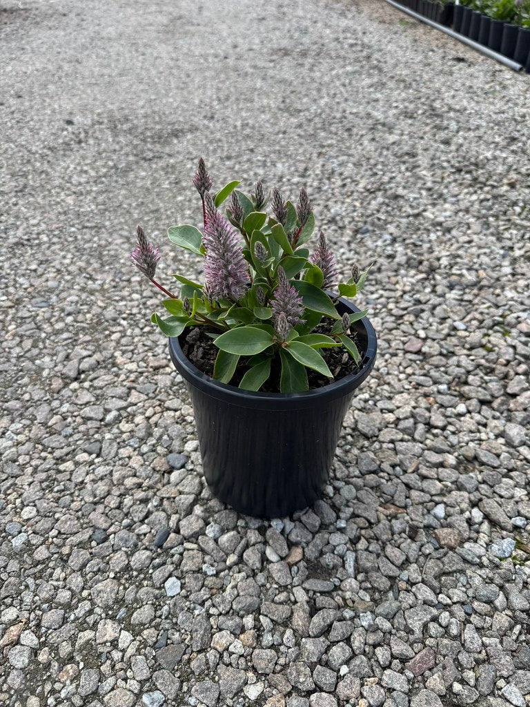 the plant broker