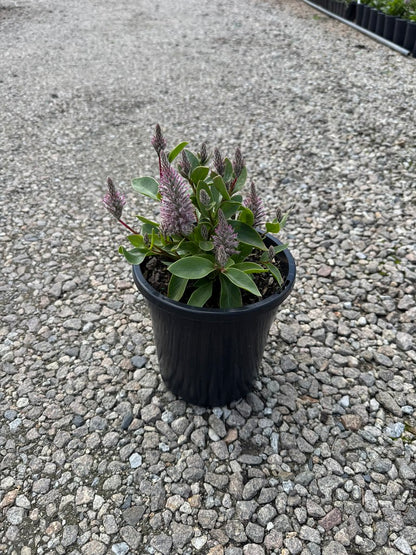 Ptilotus exaltatus 'Joey'