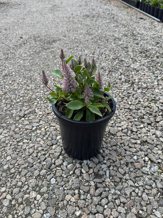 Ptilotus exaltatus 'Joey'