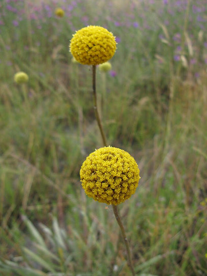 Pycnosorus Globosus