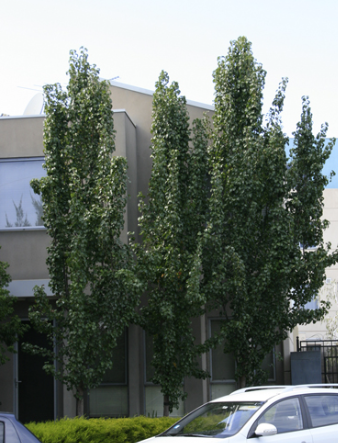 Pyrus calleryana Capital
