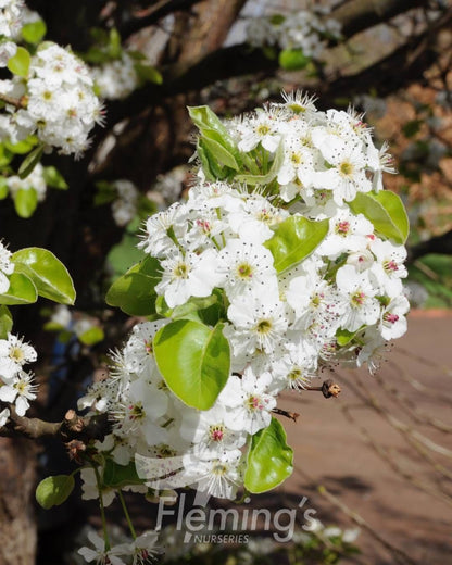 Pyrus calleryana Chanticleer