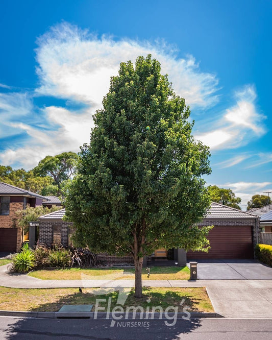 Pyrus calleryana Chanticleer
