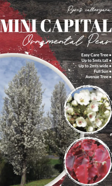 Pyrus calleryana Mini Capital
