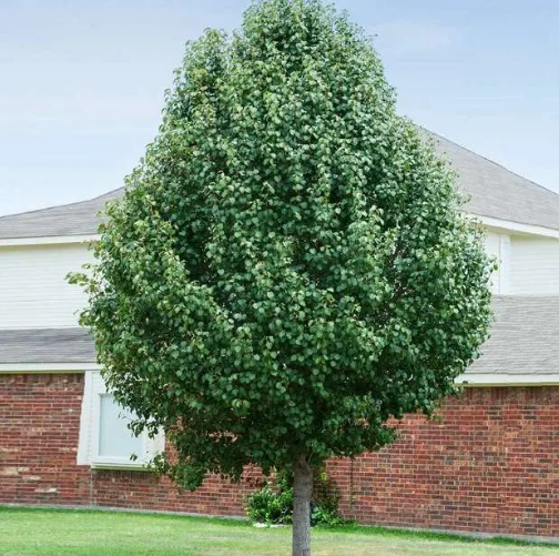 Pyrus calleryana 'Cleveland Select'