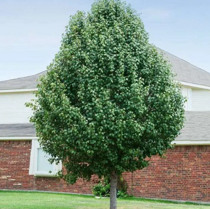 Pyrus calleryana 'Cleveland Select'