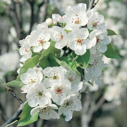 Pyrus nivalis