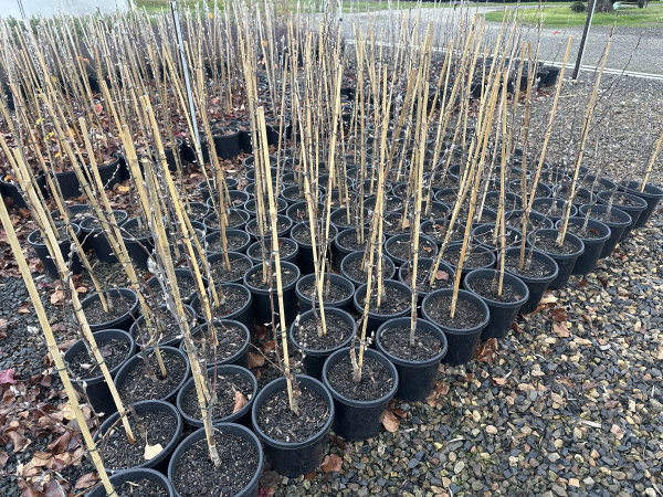 Pyrus ussuriensis