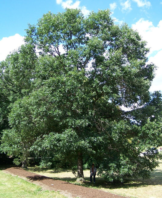 Quercus bicolour