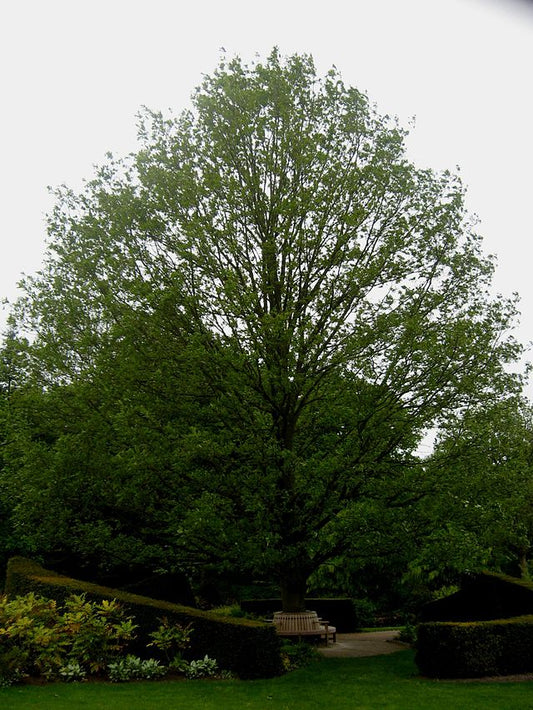 Quercus castaneifolia