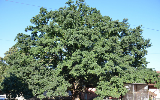 Quercus robur