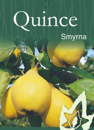 Quince - Smyrna