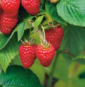 Raspberry - Tulameen Rubus idaeus