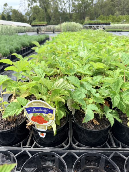 the plant broker