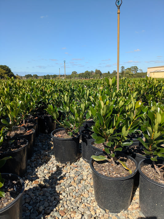 Rhaphiolepis Hot Tips