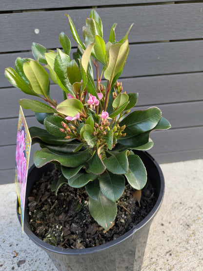 Rhaphiolepis Indica 'Oriental Pink'