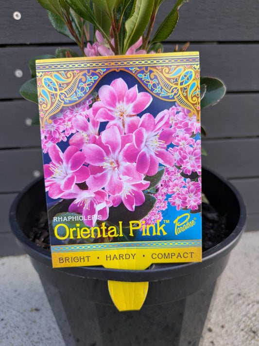 Rhaphiolepis Indica 'Oriental Pink'
