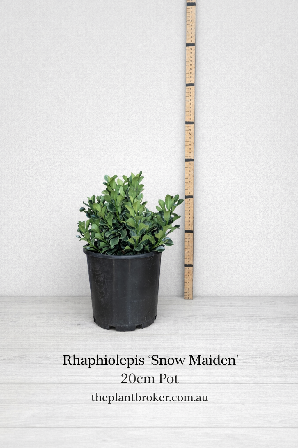 Rhaphiolepis indica 'Snow Maiden'