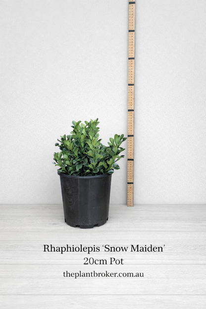 Rhaphiolepis indica 'Snow Maiden'
