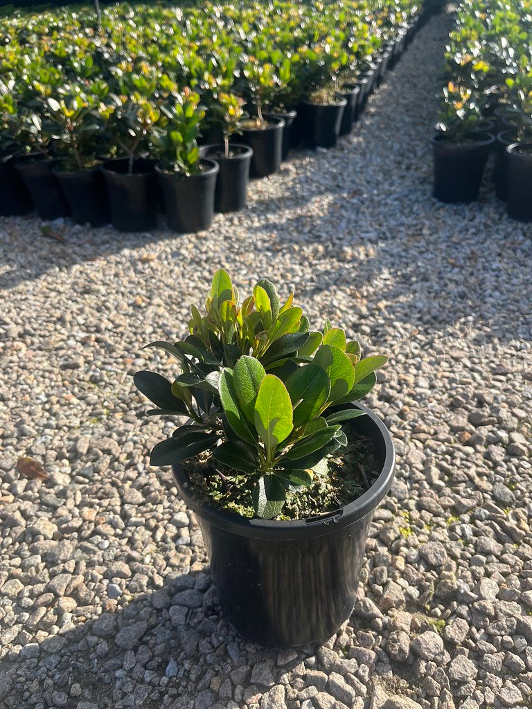 Rhaphiolepis indica 'Spring Pearl'