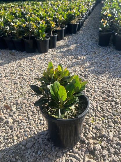 Rhaphiolepis indica 'Spring Pearl'