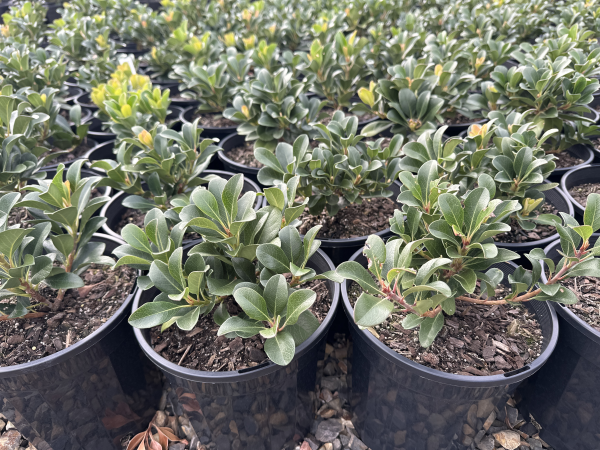 the plant broker