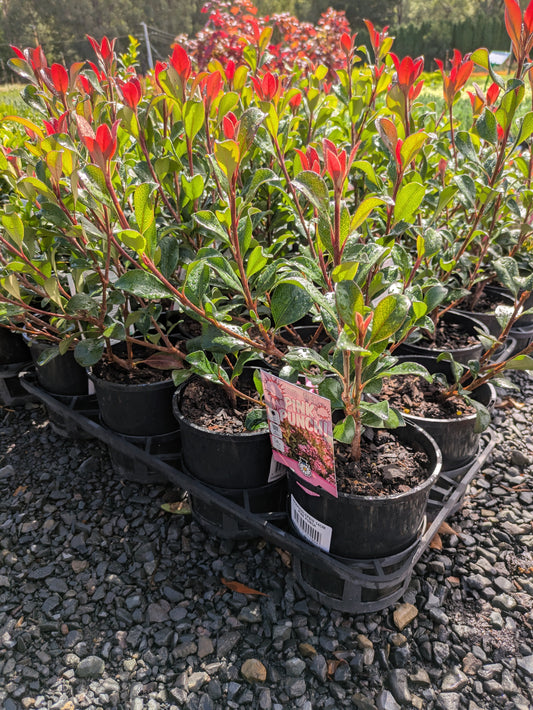 Rhaphiolepis indica Pink Punch