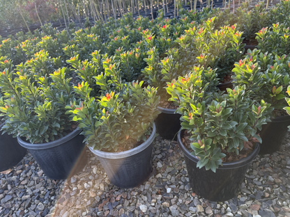 Rhaphiolepis indica 'Snow Maiden'