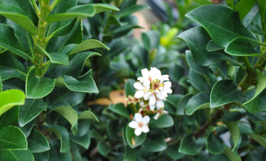Rhaphiolepis indica 'Snow Maiden'