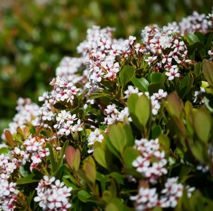 Rhaphiolepis indica 'Spring Pearl'