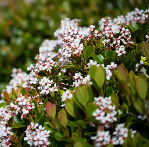 Rhaphiolepis indica 'Spring Pearl'