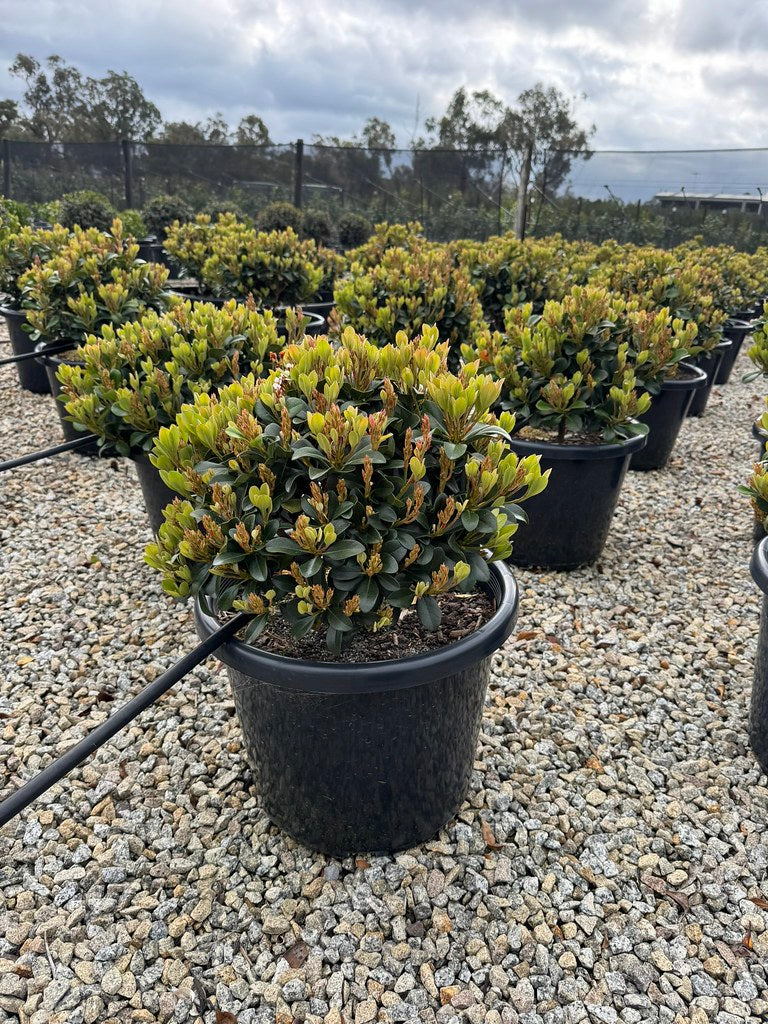 Rhaphiolepis indica 'Spring Pearl'