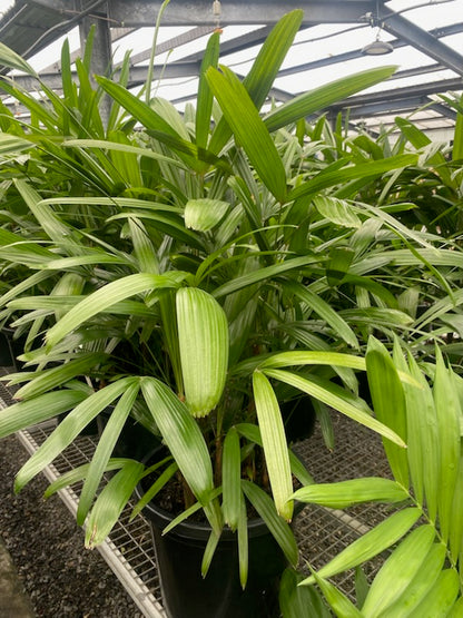 Rhapis excelsa