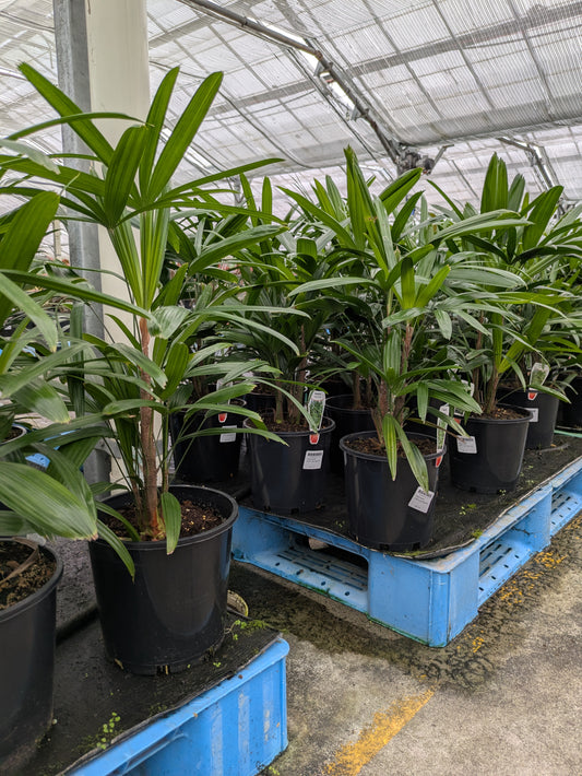 Rhapis excelsa