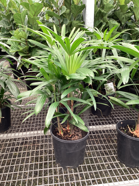 the plant broker