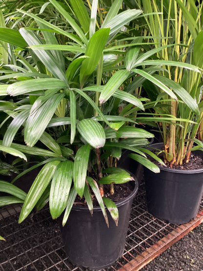 Rhapis excelsa
