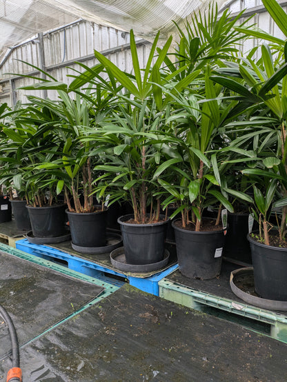 Rhapis excelsa