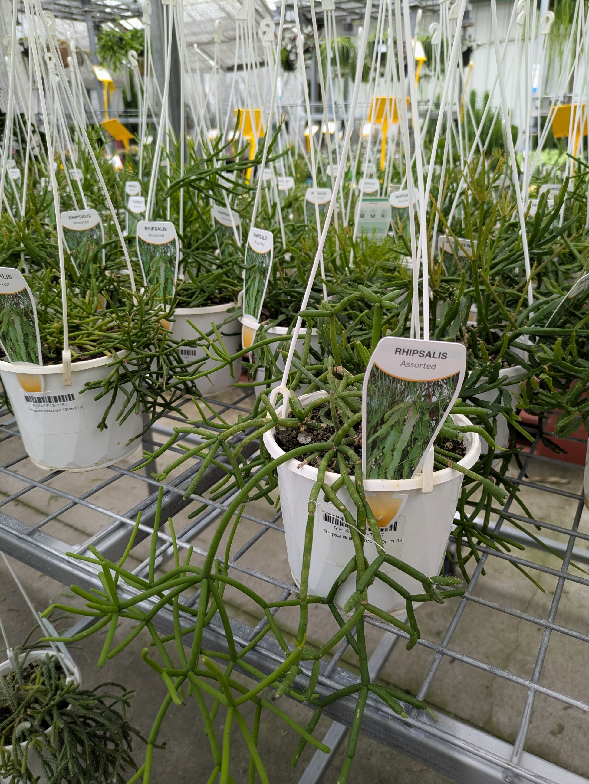rhipsalis hanging plant Rhipsalis – The Plant Broker