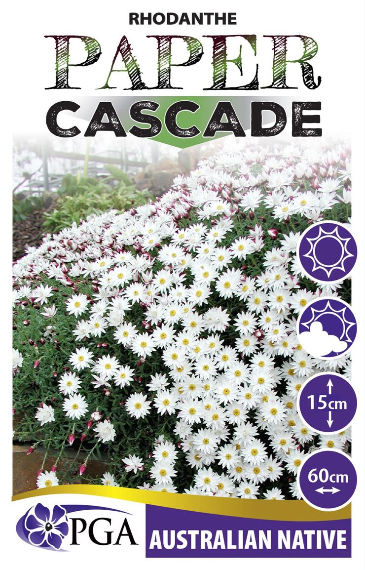 Rhodanthe ‘Paper Cascade’