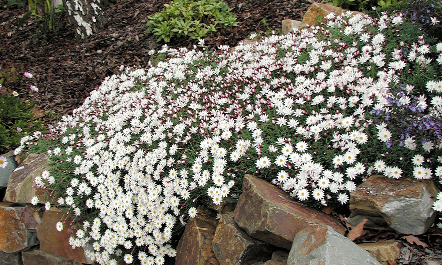 Rhodanthe ‘Paper Cascade’