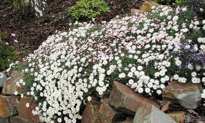 Rhodanthe ‘Paper Cascade’