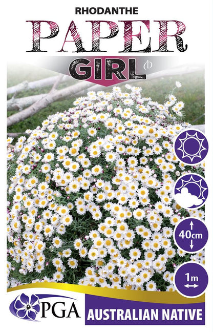 Rhodanthe ‘Paper Girl’